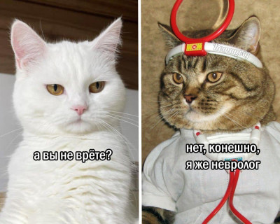 котэ-котицыд-врач-9529285.jpeg